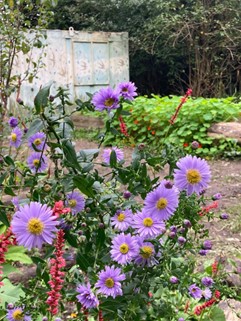Asters blooming in in foreground, with nasturtiums and volunteer centre in the background